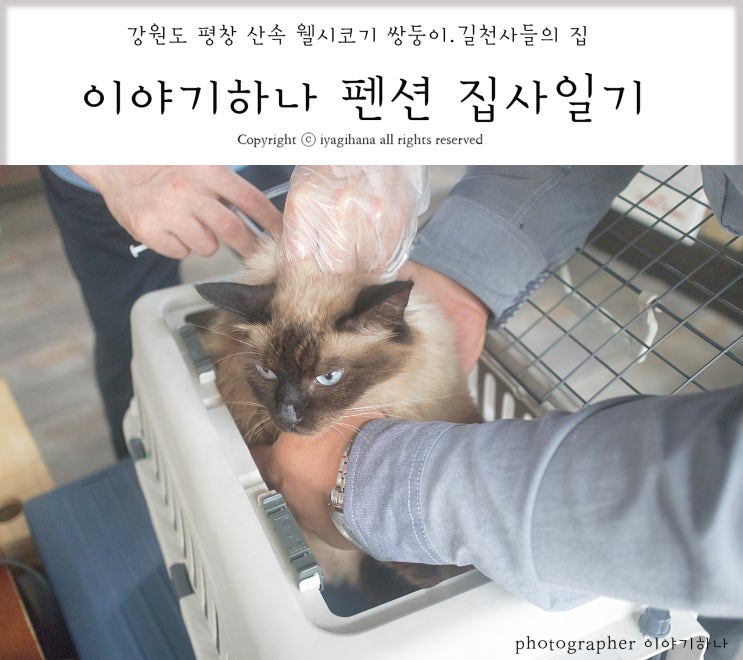  길냥이 중성화 집사일기 #132
