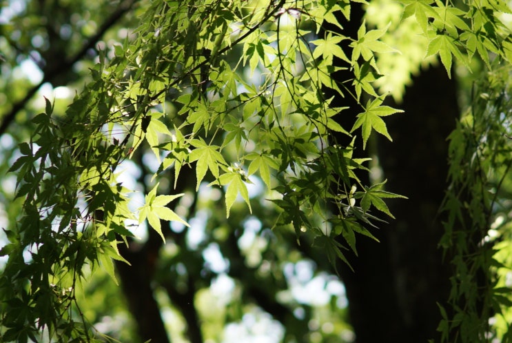 몽촌 토성 산책