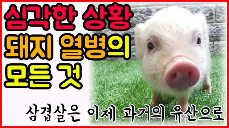  심각한 아프리카 돼지열병의 현 상황과 유입된 어둠의 경로