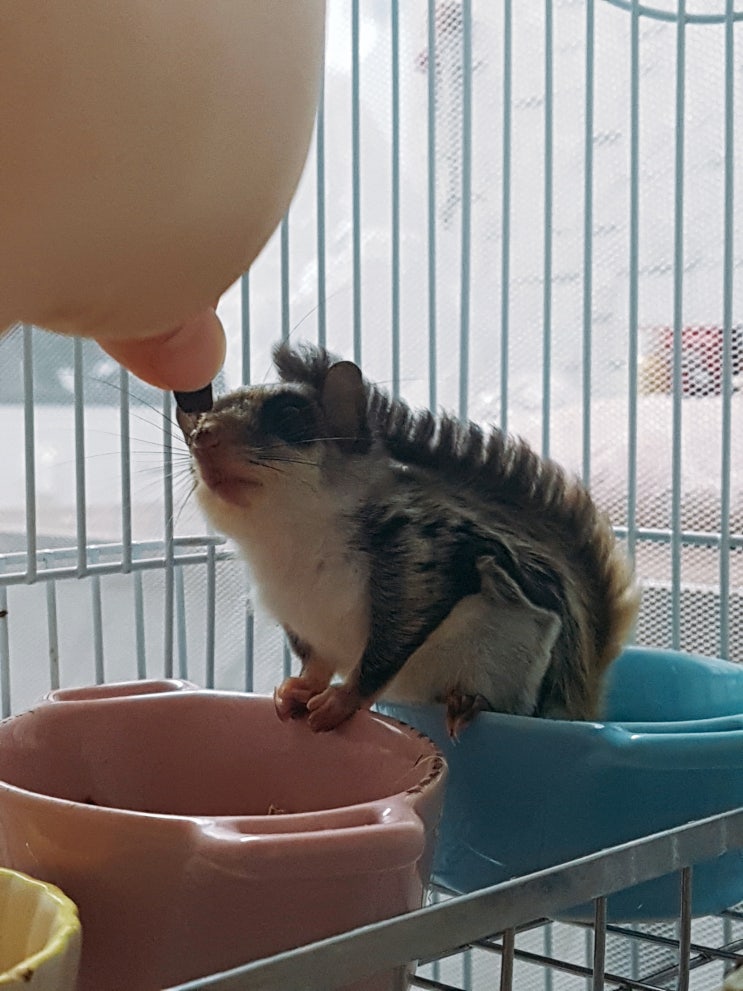 하늘다람쥐 간식 - 나린이의 블루베리 먹방!