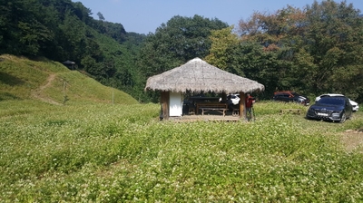  추정리 메밀밭 [청주 추정리]