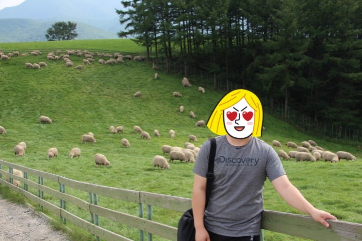  강원도, 평창관광지 - 대관령양떼목장