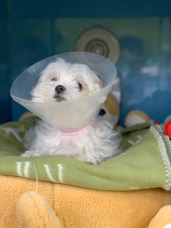 강아지 자궁축농증 수술 증상, 성남 분당 P&P동물병원