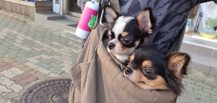 강아지 네마리 산책적응