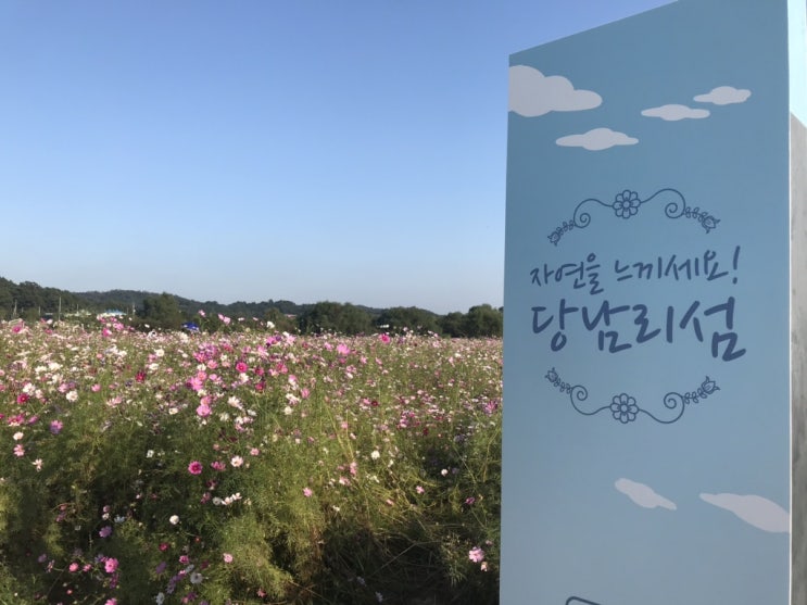  당남리 섬(경기도 여주) 코스모스와 핑크뮬리 보러 가즈아