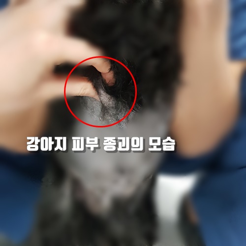  15살 노령견 강아지 몸 군데 군데 있는 혹, 피부 종괴들 제거했어요.