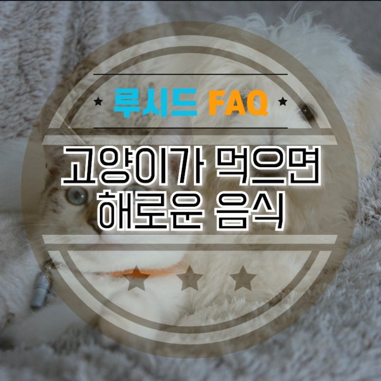  고양이에게 해로운 음식들