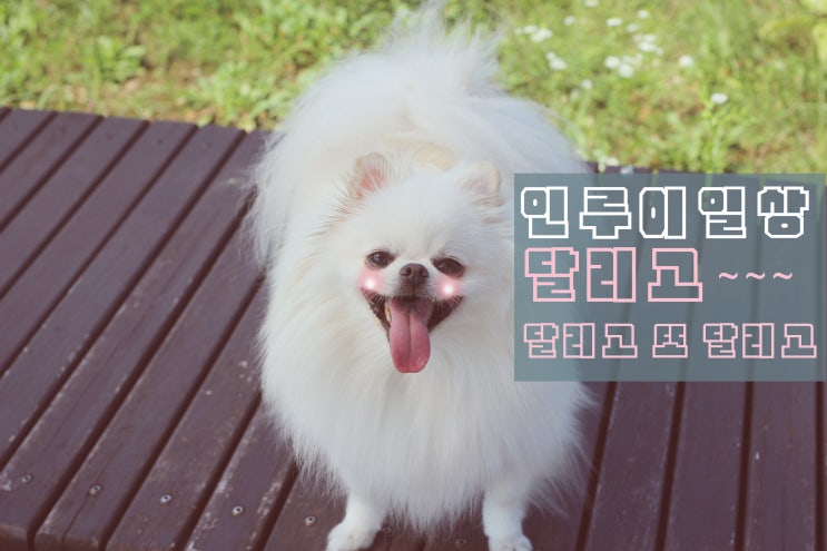  [인루이일상] 달리고 달리고 또 달리고!!