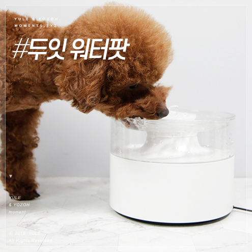  두잇 리뉴얼 워터팟! 이제 완벽한 강아지 정수기