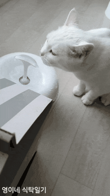 [고양이 사과정수기 추천] 물그릇 치우고 급수기로 깨끗하게