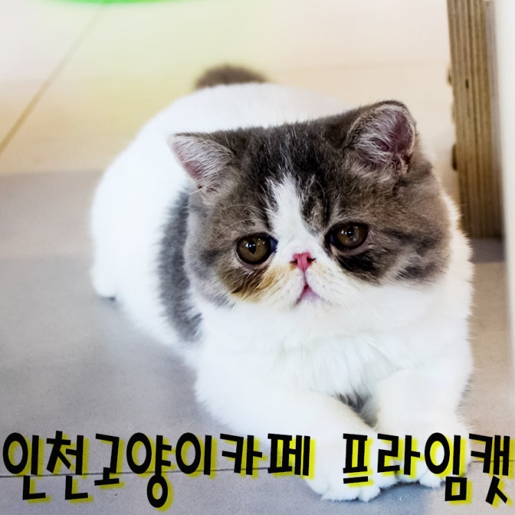  인천 고양이카페 프라임캣 다녀왔어요!