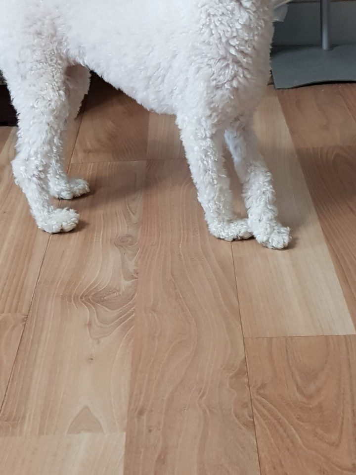  강아지가 다리를 절어요