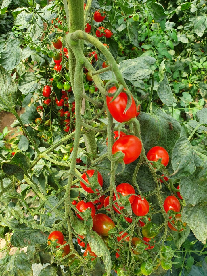 [유기농농업] 토마토재배, 상추농사는 바이오팜스 더키움에서 !