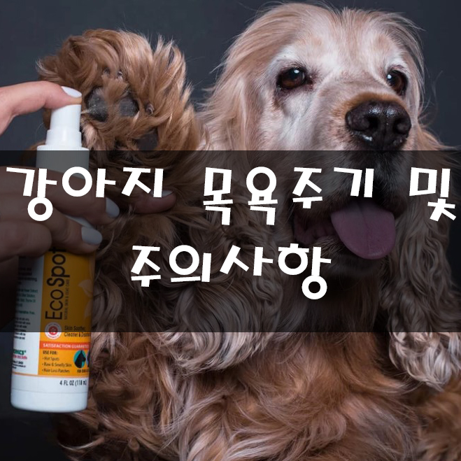  강아지 일주일에 한번 목욕 시키는걸까? 올바른 목욕주기 및 주의사항