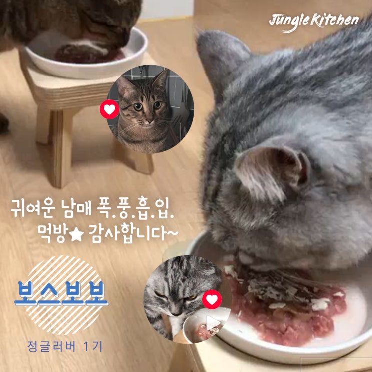  보스보보네 - 생식 3개월 급여 후기 (고양이 생식 정글키친)
