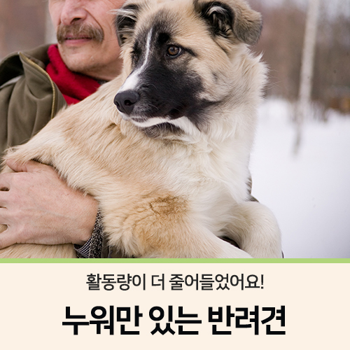  누워만 있는 반려견, 집사는 어떻게 해야 할까? _ 내 나이가 어때서 Part.10