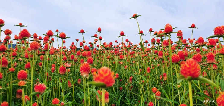  천일홍축제(나리농원)-19.09.27