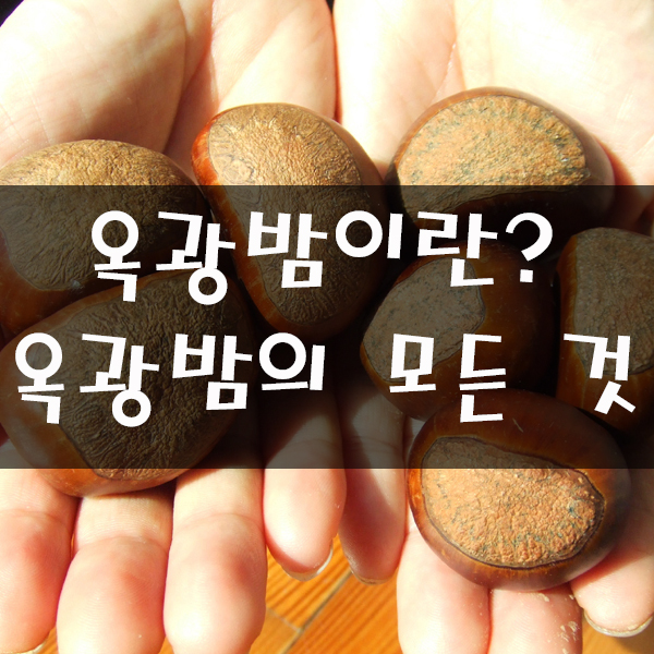 공주 정안 특산품종 옥광밤이란?
