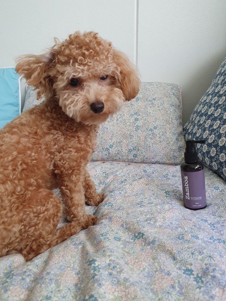  강아지입냄새제가 잠보아 펫 플라그리스 관리해 주세요