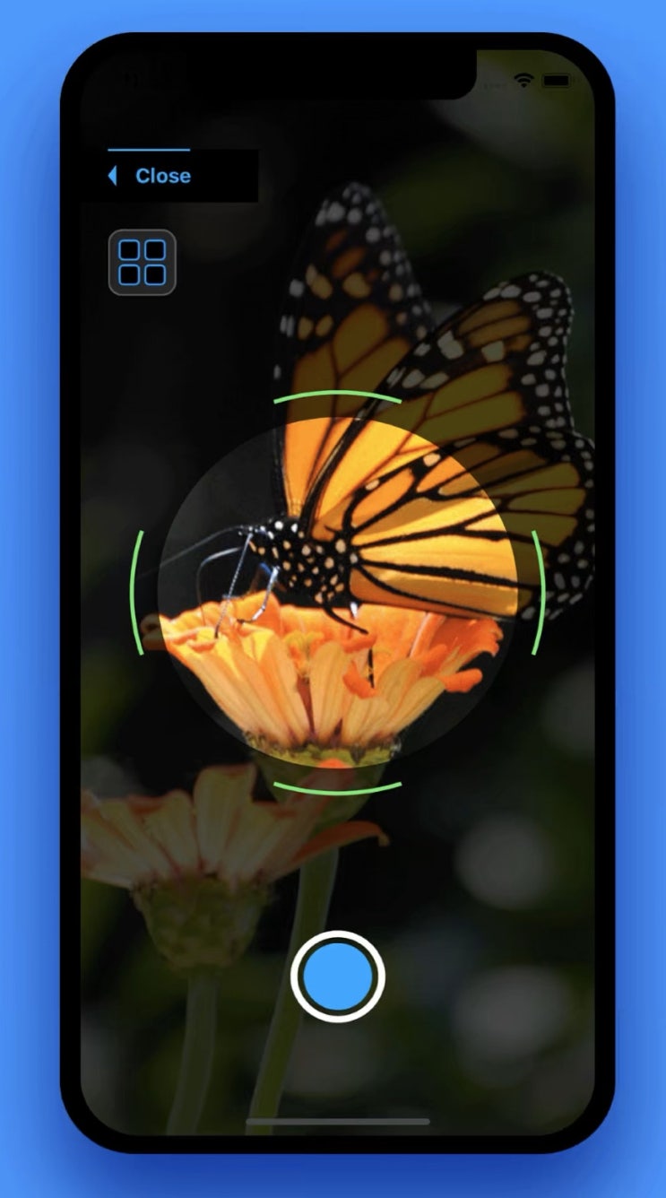 벌레 이름이 궁금할 때! 사진으로 곤충이름 찾는 앱, 희귀 애벌레 발견?