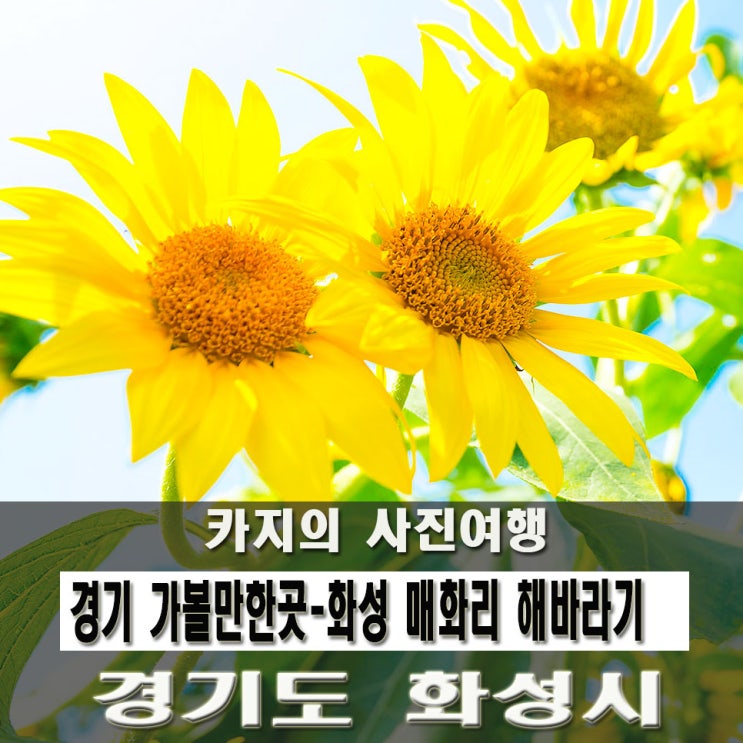  경기 가볼만한곳-화성 매화리 해바라기