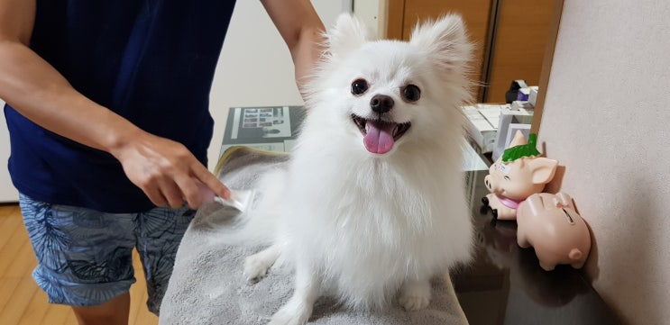  강아지 털갈이 엉킨털 뭉친털 관리 어떻게?