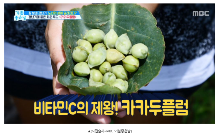  [비타민C 많은 음식] 블루베리 100배! 그린 자두 ‘카카두플럼’ 효능과 카카두플럼 가루 먹는법?
