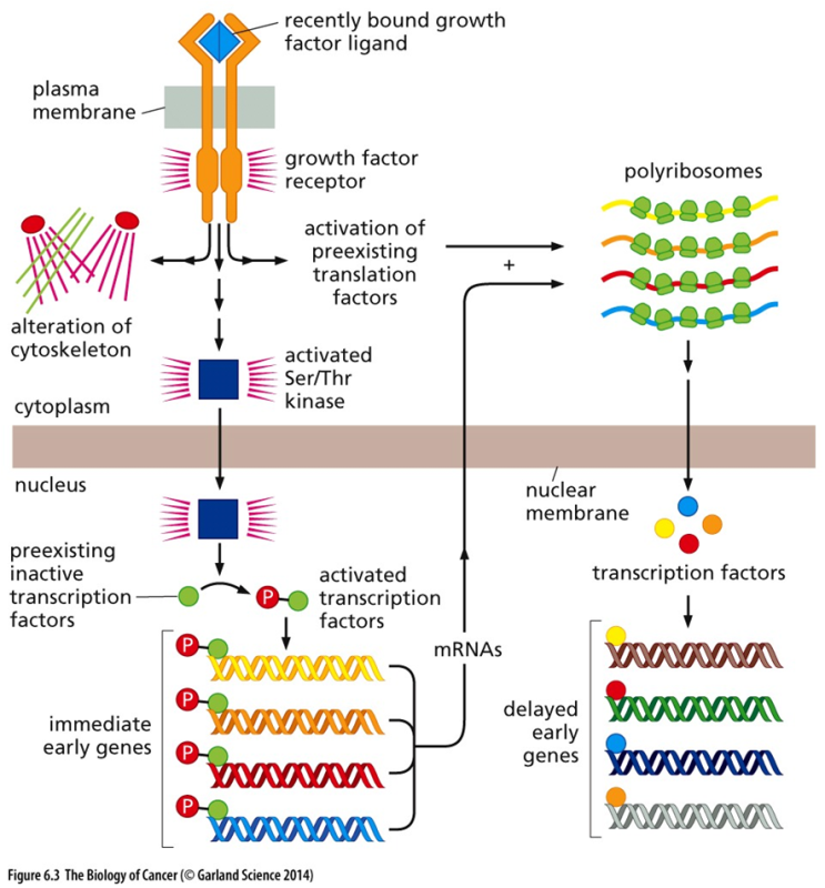  [챠밍의 암 이야기]⑤신호 전달 경로(Signaling Pathway)
