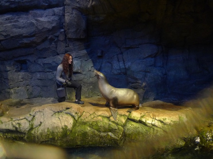  Shedd Aquarium (쉐드 수족관) 후기