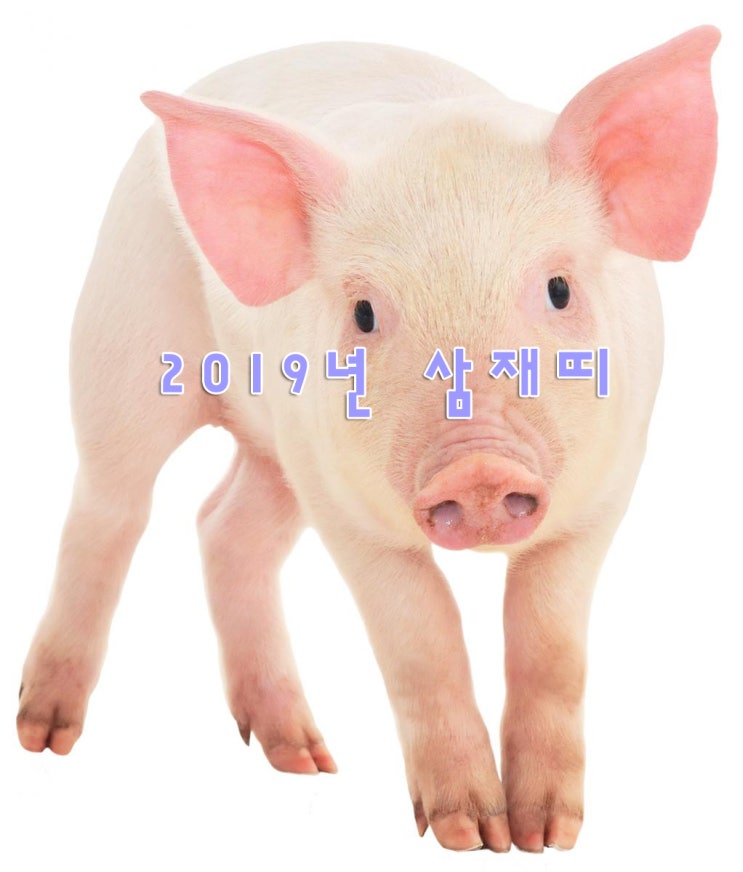  2019년 삼재띠 ~ 2020년 삼재 달력보기