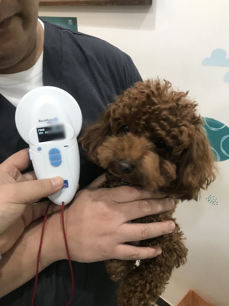 대만 강아지 고양이 기내 화물 탑승! 동물검역 대만 강아지 고양이 기내 화물 탑승! 동물검역