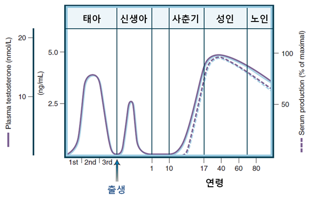  남성호르몬의 역할