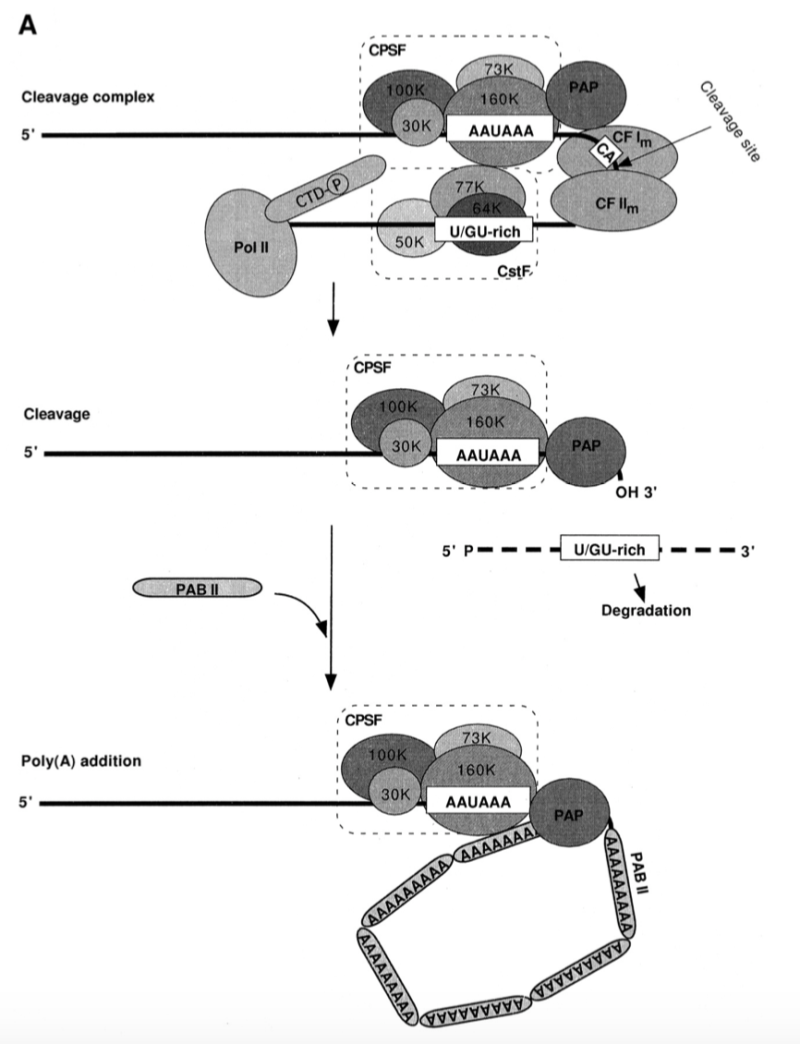 3’ Ends and Polyadenylation Signals : 네이버 블로그