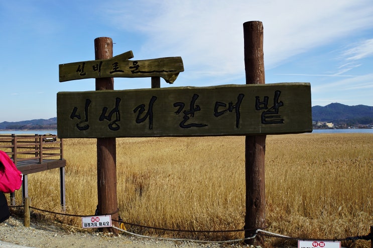  충남 서천 한산면 신성리갈대밭