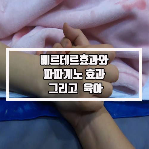  베르테르효과와 파파게노 효과 그리고  육아