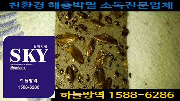  군포 바퀴벌레없애는법 바퀴벌레퇴치법 쥐 쥐덫 쥐퇴치법 쥐약