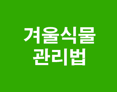겨울식물 관리법 겨울식물 관리법