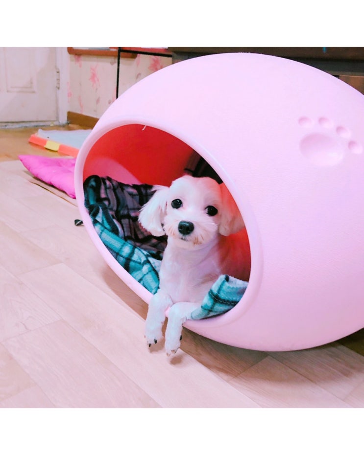  저희집 강아지들을 소개합니다~말티즈,샴,폴드,페르시안친칠라