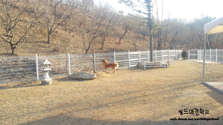  대전애견훈련소. 대전강아지훈련 오브차카 하니입니다.