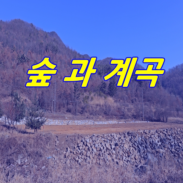  양평 땅 찾으시는 분들 숲과 계곡이 함께하는 양평 토지 매매입니다.