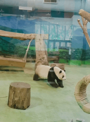  【18' 대만여행ː타이페이】 타이페이 시립동물원 (Taipei zoo) #판다