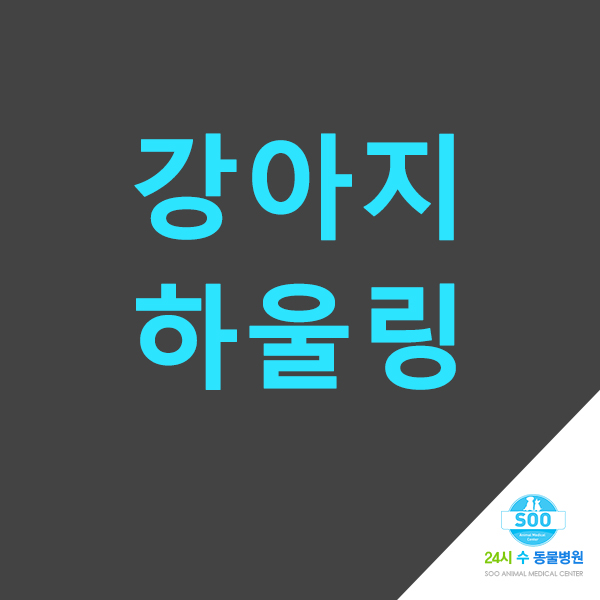  강아지 하울링 이유 알려드릴게요!