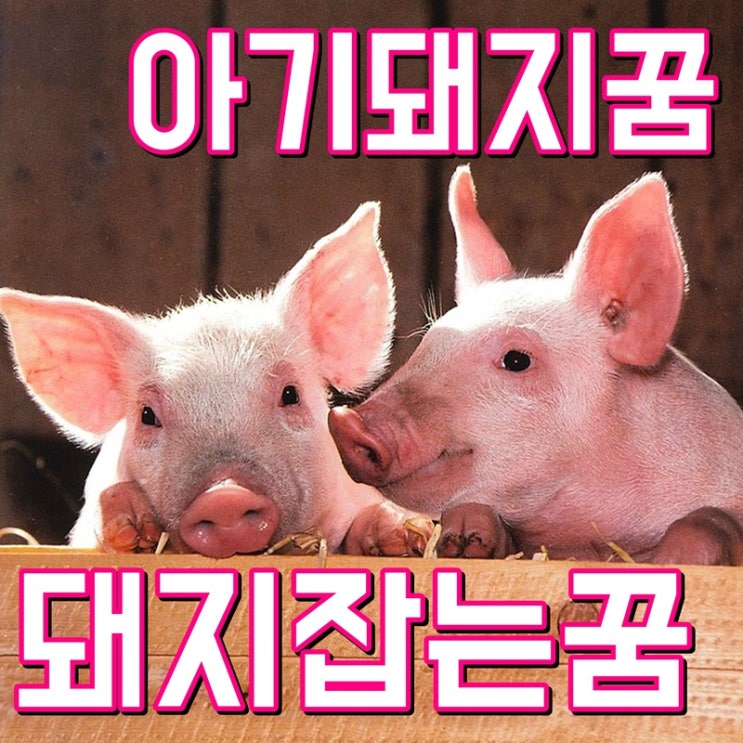  아기돼지꿈 잡는꿈 어떤 해몽일까