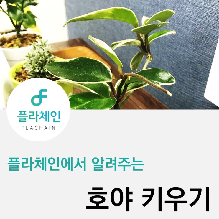  [플라체인]호야 키우기