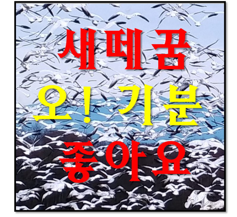 새떼 꿈 새 꿈해몽 아하!!!