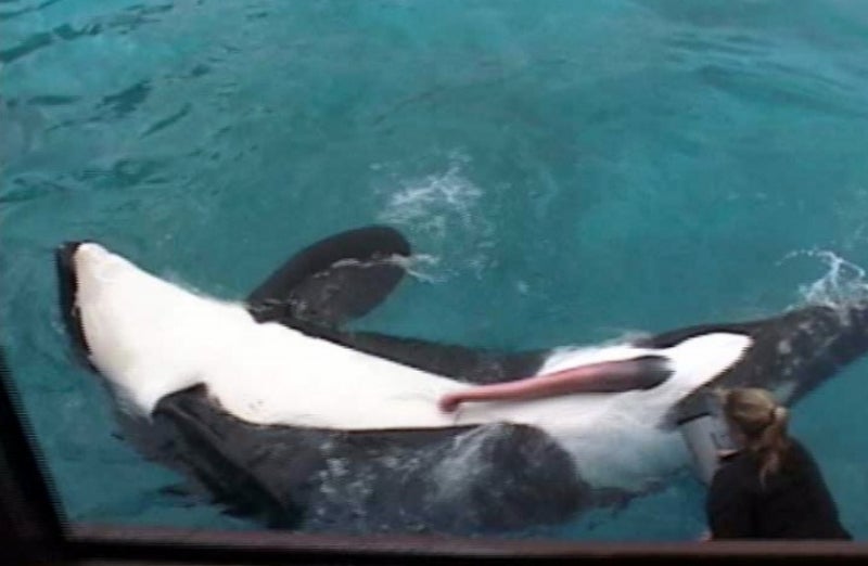 포경수술 어원' 진짜 고래의 성기 : 네이버 블로그