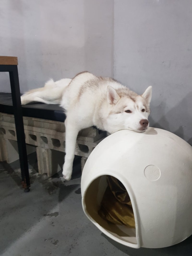 화난 개가 이를 보여줍니다. 애완 동물. 스톡 사진 660825334 | Shutterstock, image size:800x1067