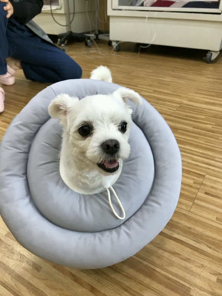  장재영 외과 동물병원 슬개골 탈구 수술 후기.