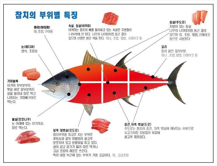 참치 알고 먹자. 참치 부위별 특징 설명