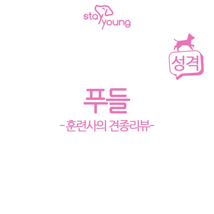  [훈련사의 견종 리뷰] 알고 기르자, 푸들 성격 편!